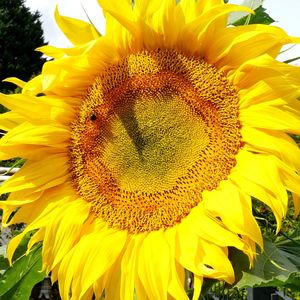 Close-up of bee on sunflower