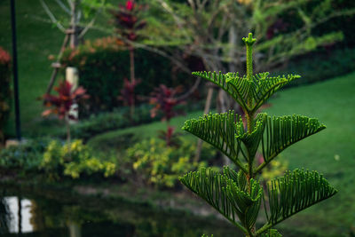 Close-up of plant leaves