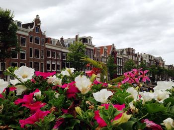 Close-up of flowers blooming in city against sky