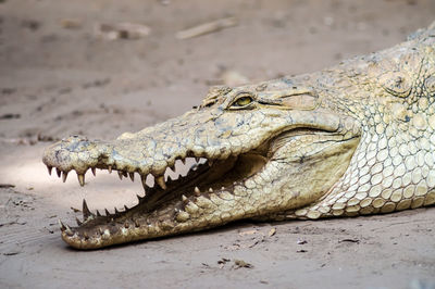 Close-up of a lizard on rock