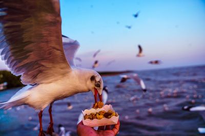 View of seagull eating food