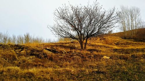 Bare trees on field against sky