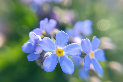 Close-up of purple flowering plant