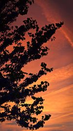 Low angle view of silhouette tree against orange sky