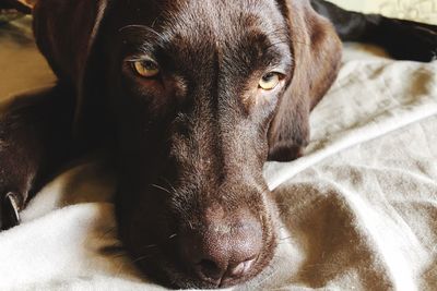 Close-up portrait of dog lying down