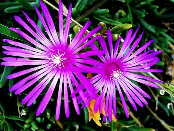 Close-up of purple flower