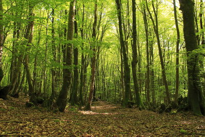 Trees in forest during autumn