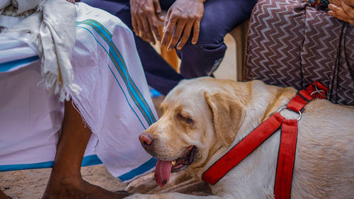 High angle view of a dog