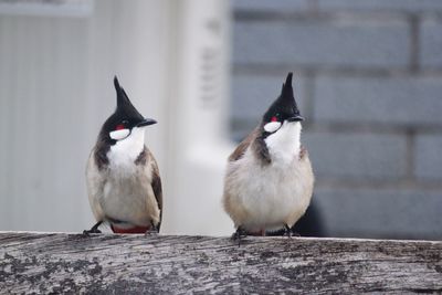 Close-up of birds perching on wood against wall