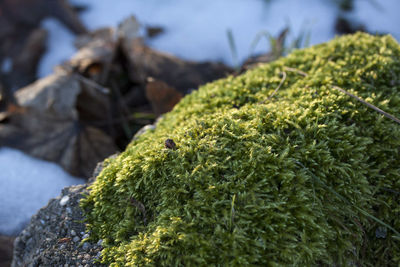 Close-up of plant growing on rock