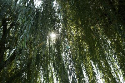 Low angle view of trees in forest