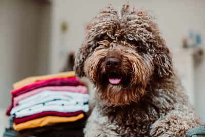 Close-up portrait of dog at home