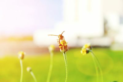 Close-up of bees on flower buds