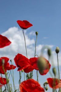 Close-up of red flowering plant against clear sky