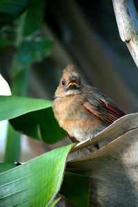Close-up of young cardinal bird perching outdoors