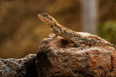 Close-up of lizard on rock