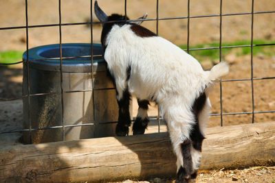 View of a goat standing in pen