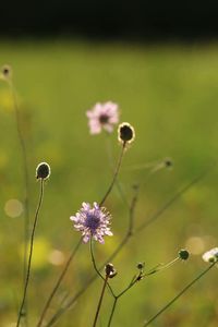 Close-up of flowers blooming in field