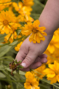 Close-up of hand holding yellow daffodil