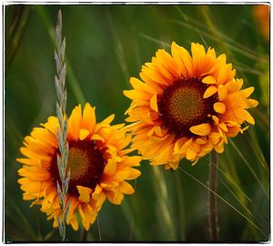 Close-up of yellow flowers