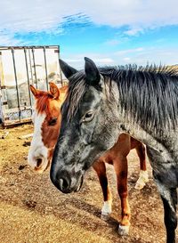 Horse standing in ranch against sky