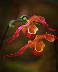 Close-up of wilted flower