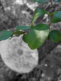 High angle view of plant leaves