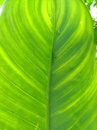 Full frame shot of leaf