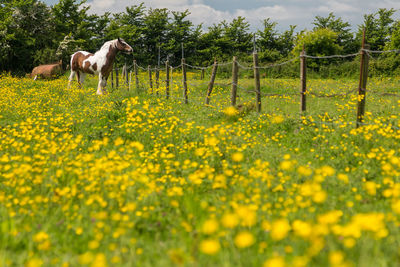 Horse on grassy field during sunny day