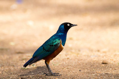 Close-up of bird perching on a land