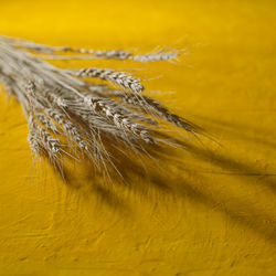 Close-up of wheat growing in farm