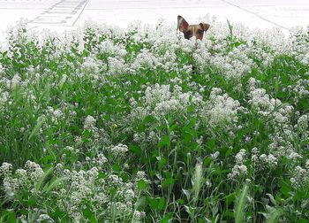 White dog in flower field