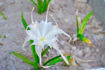 Close-up of white flower blooming outdoors