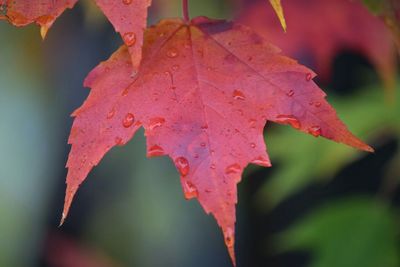 Close-up of maple leaves