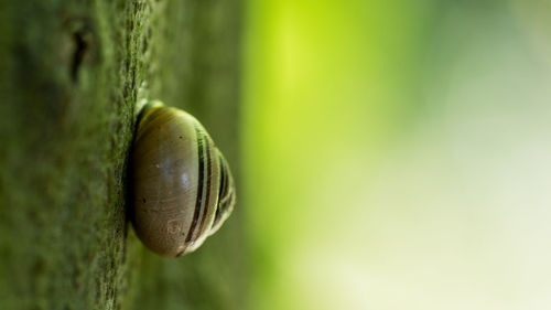 Close-up of snail on wall