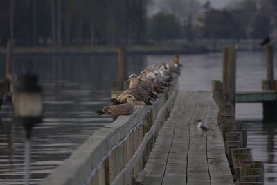 Birds on lake