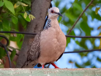 Close-up of bird perching on railing