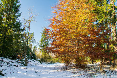 Trees on snow covered land against sky during autumn