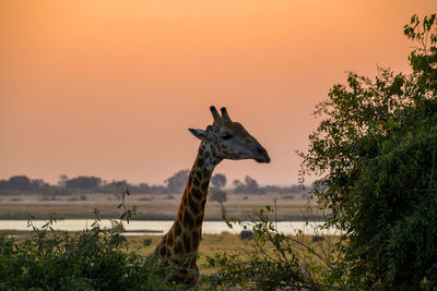 View of giraffe against sky during sunset