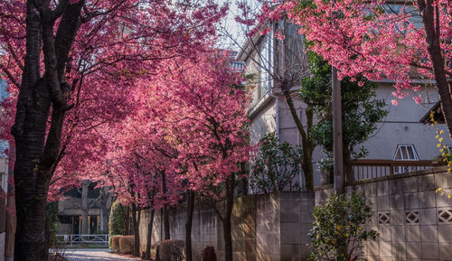 Pink flowers on tree in city