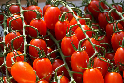 Close-up of tomatoes