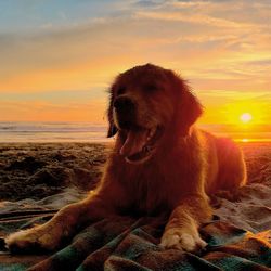 Close-up of dog on beach against sky during sunset