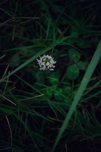 High angle view of flowering plant on field