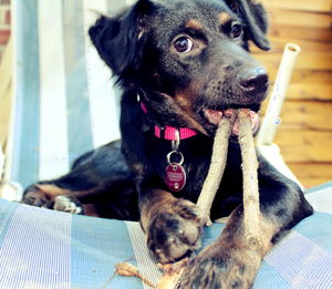 Portrait of dog sitting outdoors