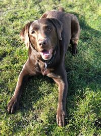 Portrait of dog on field