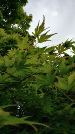 Low angle view of fresh green plants against sky