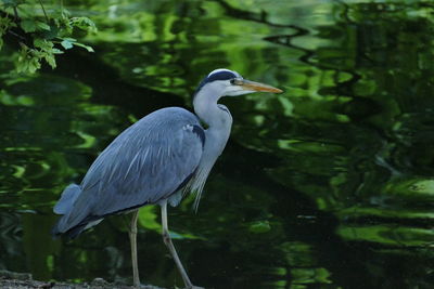 High angle view of gray heron perching on a lake