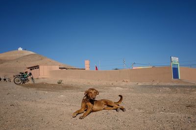 Dog lying on sand