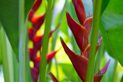 Close-up of red succulent plant