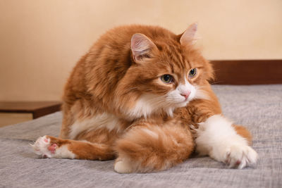 pet